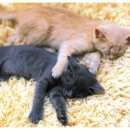 고당한의원 이미지