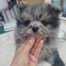 똥깡아지애견샵 이미지