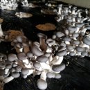 예덴농원 이미지