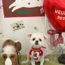 알로하펫 이미지