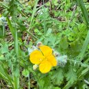 애기똥풀 이미지