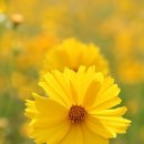 [4색 여름꽃 여행] 금계국 ‘노랑 물결’ 이미지