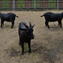 흑염소목장 이미지