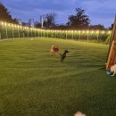 대박펫살롱 이미지