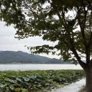 [내돈내산]양평 두물머리 연핫도그 솔직후기