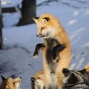 FOX