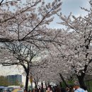 여의도 윤중로 벚꽃축제를 다녀와서~~~ 이미지