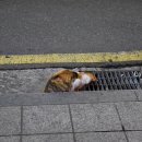 강동-길동-4064 이미지