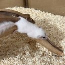 햄스터 분양 햄스터월드 이미지