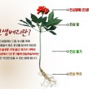동양인삼약초