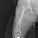 24시 에피소드 동물 메디컬 센터 이미지