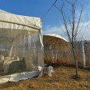 서울개공원 | [영천] 애견카페 서울개공원 🚗 =꒱‧*