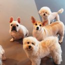 강아지 호텔 이미지