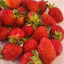 이든팜 | 🍓 양평 큰삼촌 딸기체험 후기 (아이들과 농촌체험 추천!)