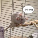 빅브로짐상도점 이미지