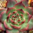 아도라블 이미지