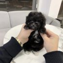 빼로독 강아지분양 의정부본점 이미지