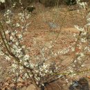 매실향기 이미지