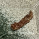 부산 한우 맛집 범일동맛집 더금송 솔직후기