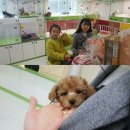 스누피 펫 유성점 | 대전푸들분양 실제후기 스누피를 찾아주신 자매님들~