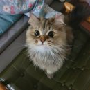 고양이 하루 이미지