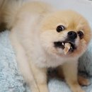 은하수 펫푸드 이미지