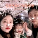 김천시로컬푸드행복장터점 | 2026 김천 연화지 실시간 방문기: 낮벚꽃보다 화려한 야경에 반하고 온 후기