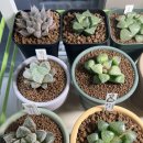 먼로농장 이미지