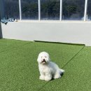 뭉티의 하루 이미지