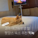 파우더-Dog | 경주 애견동반숙소 펫캉스 호텔 추천 키녹 디럭스B 후기