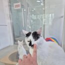 동물자유연대 온캣, 유기묘센터 봉사 후기 😼