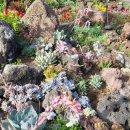 할망꽃쉼팡 민박 이미지