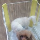 똥깡아지애견샵 이미지