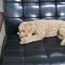 퍼피애견 이미지