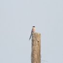 낙동강변22 이미지