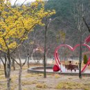 달서구새마을회건너 | 대구 달서구 봄나들이 산수유 꽃길 가볼 만한 곳 월광수변공원 후기