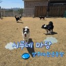 양주 대관운동장 시루네마당 포동멍래블로 예약하고 놀고온 후기