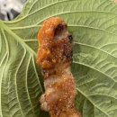 황제무한화로구이(침산점) 이미지