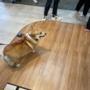 (주)마루펫 이미지