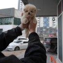 잘나가는 강아지 이미지