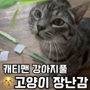 고양이 좋아하는 장난감 추천 내돈내산 후기 캐티맨 강아지풀, 억새풀, 펫모닝 강아지풀