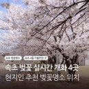 경동대 가는길 | 속초 벚꽃 실시간 개화 현지인추천 벚꽃명소 4곳 영랑호 경동대