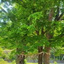 금가중앙2길 이미지