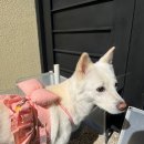 udogpia 유독피아 이미지