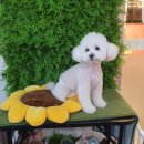 희망애견샵 이미지