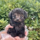 드림독 강아지분양 안심분양센터 부천점 이미지