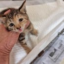 신광동물병원 이미지