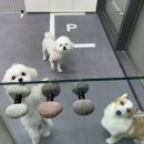 퍼시독 이미지