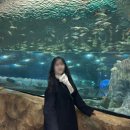 펭귄식당부천점 | 부천 웅진 플레이아쿠아리움 인어공연 보고 물범과 놀기