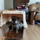 장군이켄넬 이미지